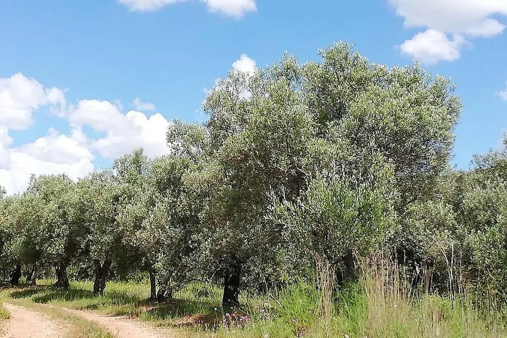 度假居 Vivenda Nespera, Santa Margarida, Cly-43-6P-Alte别墅